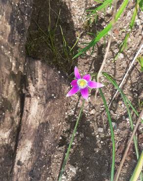 Fotografia 1 da espécie Romulea ramiflora subesp. gaditana no Jardim Botânico UTAD