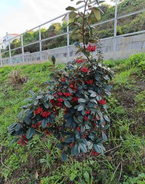 Fotografia 8 da espécie Cotoneaster franchetii no Jardim Botânico UTAD