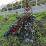 Fotografia 8 da espécie Cotoneaster franchetii do Jardim Botânico UTAD