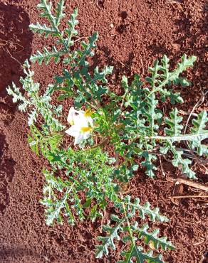 Fotografia 18 da espécie Solanum sisymbriifolium no Jardim Botânico UTAD