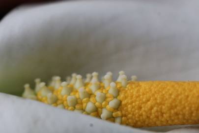 Fotografia da espécie Zantedeschia aethiopica