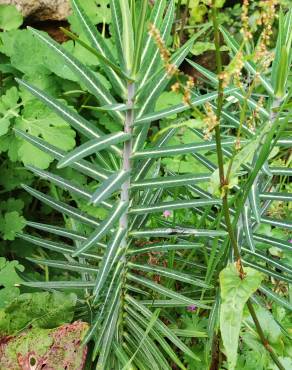 Fotografia 17 da espécie Euphorbia lathyris no Jardim Botânico UTAD