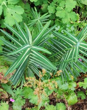 Fotografia 18 da espécie Euphorbia lathyris no Jardim Botânico UTAD