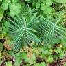 Fotografia 18 da espécie Euphorbia lathyris do Jardim Botânico UTAD
