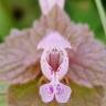 Fotografia 18 da espécie Lamium purpureum do Jardim Botânico UTAD