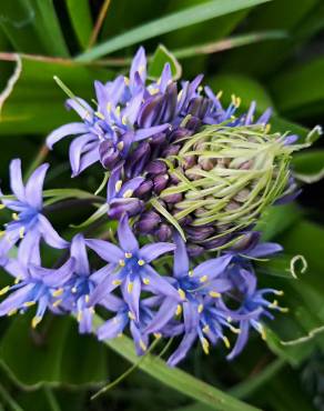 Fotografia 18 da espécie Scilla peruviana no Jardim Botânico UTAD