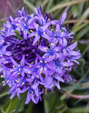 Fotografia 19 da espécie Scilla peruviana no Jardim Botânico UTAD