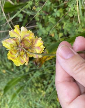Fotografia 11 da espécie Oxalis pes-caprae for. pleniflora no Jardim Botânico UTAD