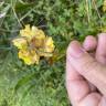 Fotografia 11 da espécie Oxalis pes-caprae for. pleniflora do Jardim Botânico UTAD