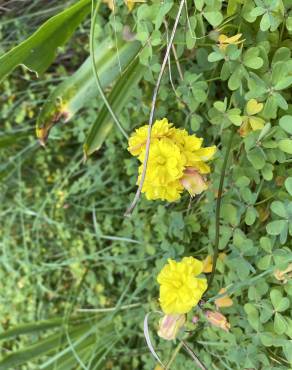 Fotografia 12 da espécie Oxalis pes-caprae for. pleniflora no Jardim Botânico UTAD