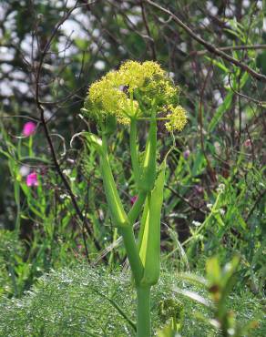 Fotografia 5 da espécie Thapsia villosa var. villosa no Jardim Botânico UTAD