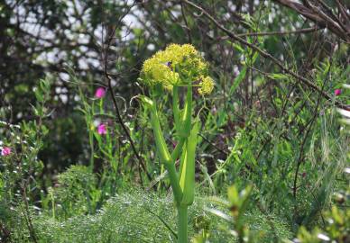 Fotografia da espécie Thapsia villosa var. villosa