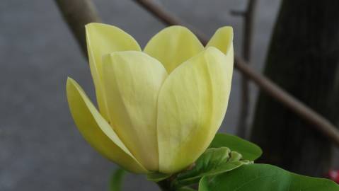 Fotografia da espécie Magnolia × brooklynensis