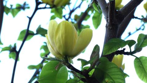 Fotografia da espécie Magnolia × brooklynensis