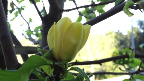 Fotografia da espécie Magnolia × brooklynensis