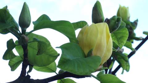 Fotografia da espécie Magnolia × brooklynensis