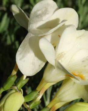 Fotografia 1 da espécie Freesia corymbosa no Jardim Botânico UTAD