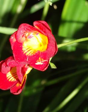 Fotografia 5 da espécie Freesia corymbosa no Jardim Botânico UTAD