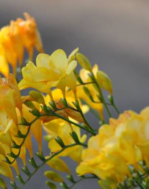 Fotografia 6 da espécie Freesia corymbosa no Jardim Botânico UTAD