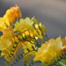 Fotografia 6 da espécie Freesia corymbosa do Jardim Botânico UTAD