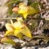 Fotografia 8 da espécie Freesia corymbosa do Jardim Botânico UTAD