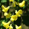 Fotografia 10 da espécie Laburnum x watereri do Jardim Botânico UTAD