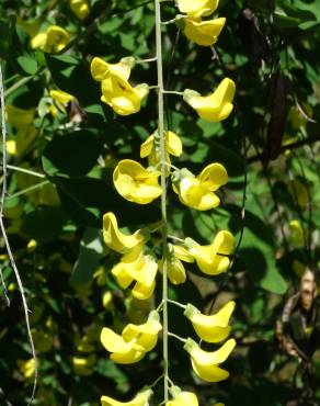 Fotografia 12 da espécie Laburnum x watereri no Jardim Botânico UTAD