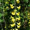 Fotografia 12 da espécie Laburnum x watereri do Jardim Botânico UTAD