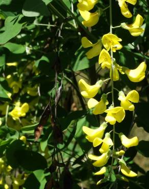 Fotografia 15 da espécie Laburnum x watereri no Jardim Botânico UTAD