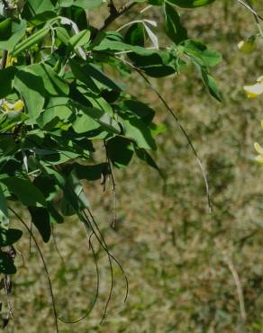 Fotografia 17 da espécie Laburnum x watereri no Jardim Botânico UTAD