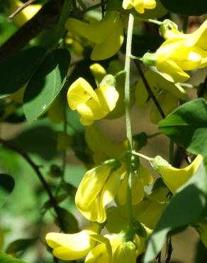 Fotografia 18 da espécie Laburnum x watereri no Jardim Botânico UTAD