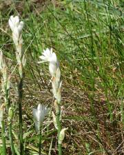 Fotografia da espécie Ornithogalum concinnum