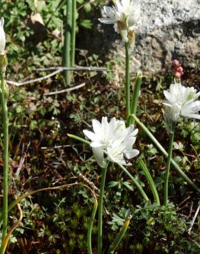 Fotografia 5 da espécie Ornithogalum concinnum no Jardim Botânico UTAD