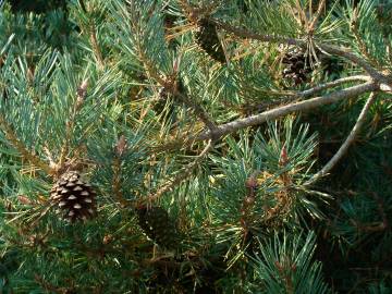 Fotografia da espécie Pinus pinaster