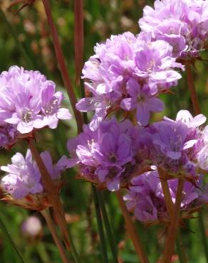 Fotografia 9 da espécie Armeria transmontana no Jardim Botânico UTAD