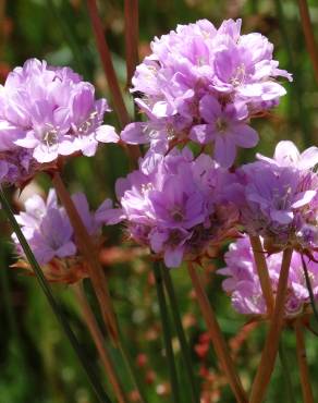 Fotografia 10 da espécie Armeria transmontana no Jardim Botânico UTAD
