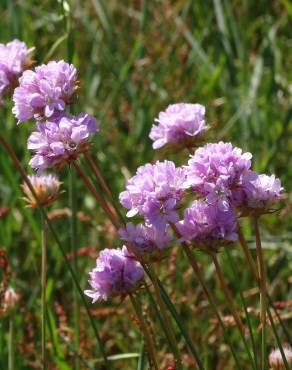 Fotografia 11 da espécie Armeria transmontana no Jardim Botânico UTAD