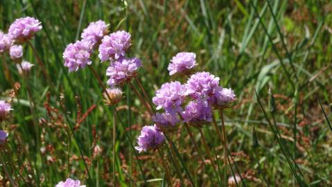 Fotografia da espécie Armeria transmontana