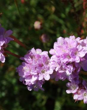 Fotografia 12 da espécie Armeria transmontana no Jardim Botânico UTAD