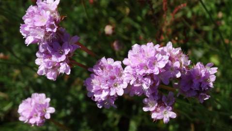 Fotografia da espécie Armeria transmontana