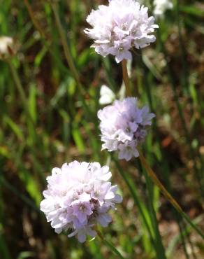 Fotografia 13 da espécie Armeria transmontana no Jardim Botânico UTAD