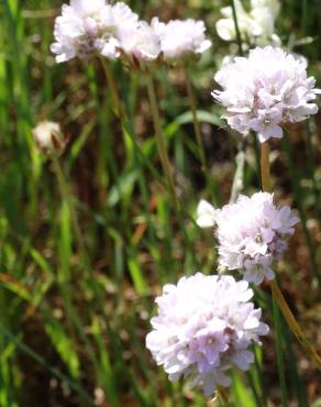 Fotografia 14 da espécie Armeria transmontana no Jardim Botânico UTAD