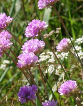 Fotografia 15 da espécie Armeria transmontana no Jardim Botânico UTAD