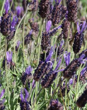 Fotografia 25 da espécie Lavandula pedunculata no Jardim Botânico UTAD