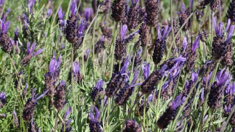 Fotografia da espécie Lavandula pedunculata