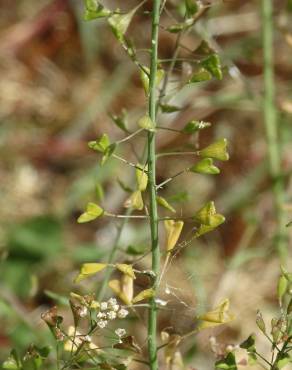 Fotografia 13 da espécie Capsella bursa-pastoris no Jardim Botânico UTAD