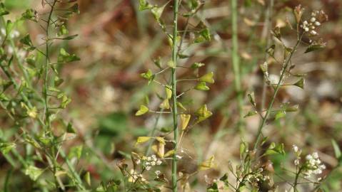 Fotografia da espécie Capsella bursa-pastoris