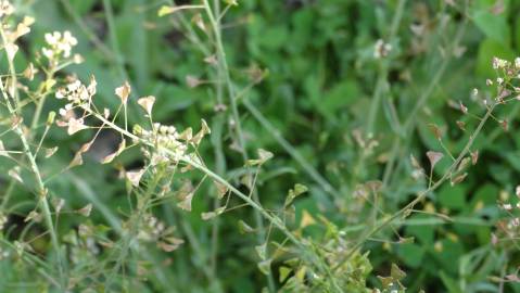 Fotografia da espécie Capsella bursa-pastoris