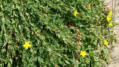Fotografia da espécie Hypericum humifusum
