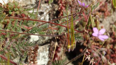 Fotografia da espécie Erodium cicutarium subesp. cicutarium